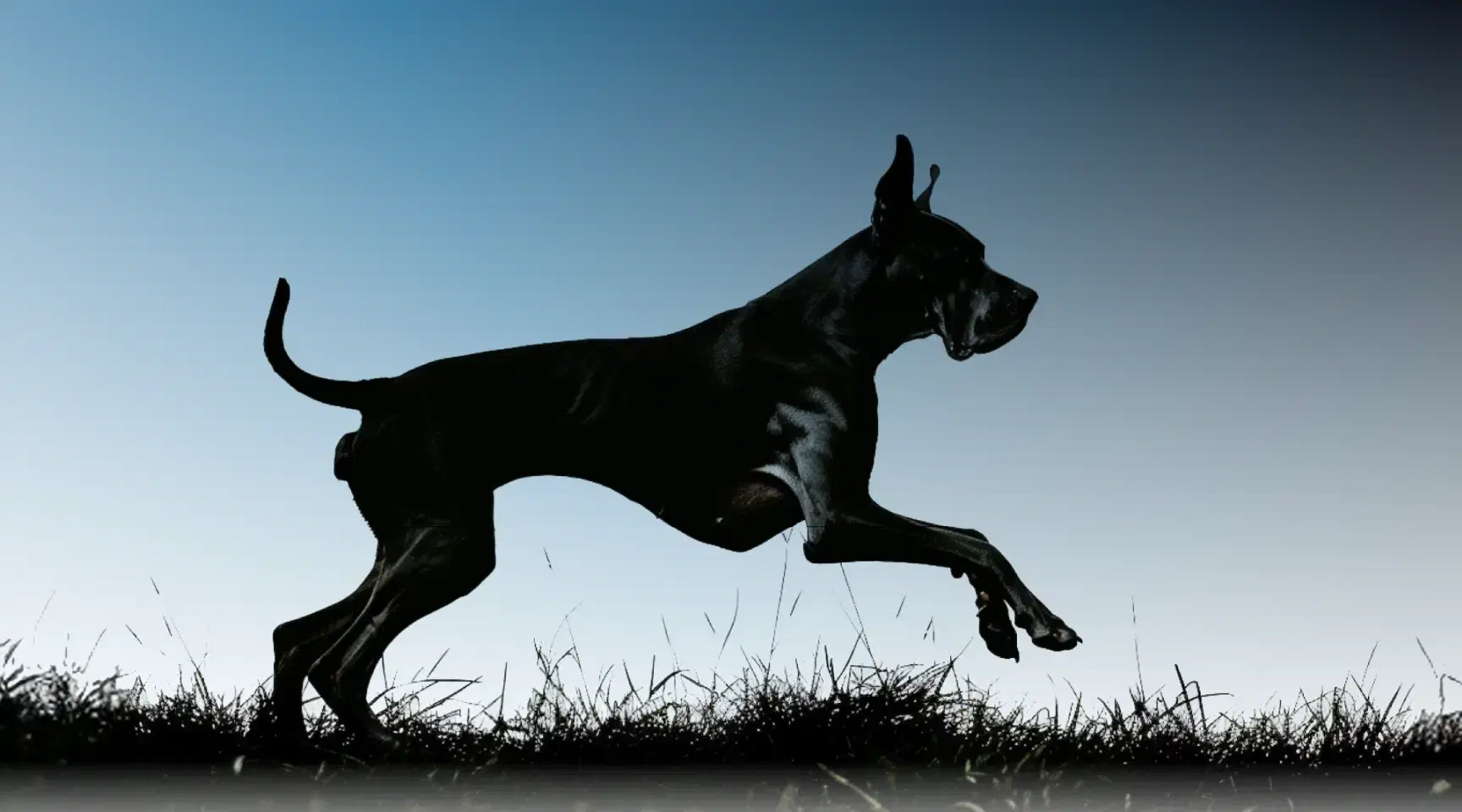 AI-powered pet health monitoring system built for preventive dog care — Hoomanely