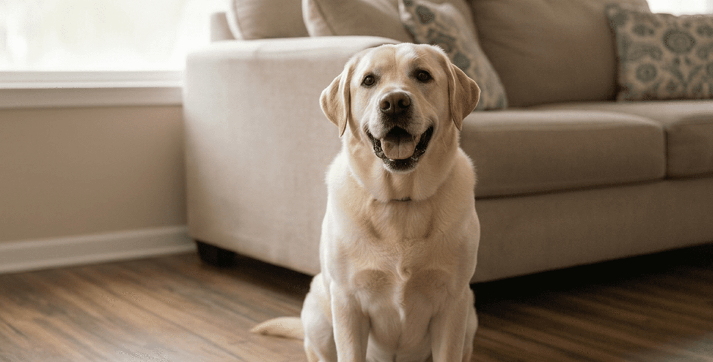 Owner with Luna, a Golden Retriever Mix