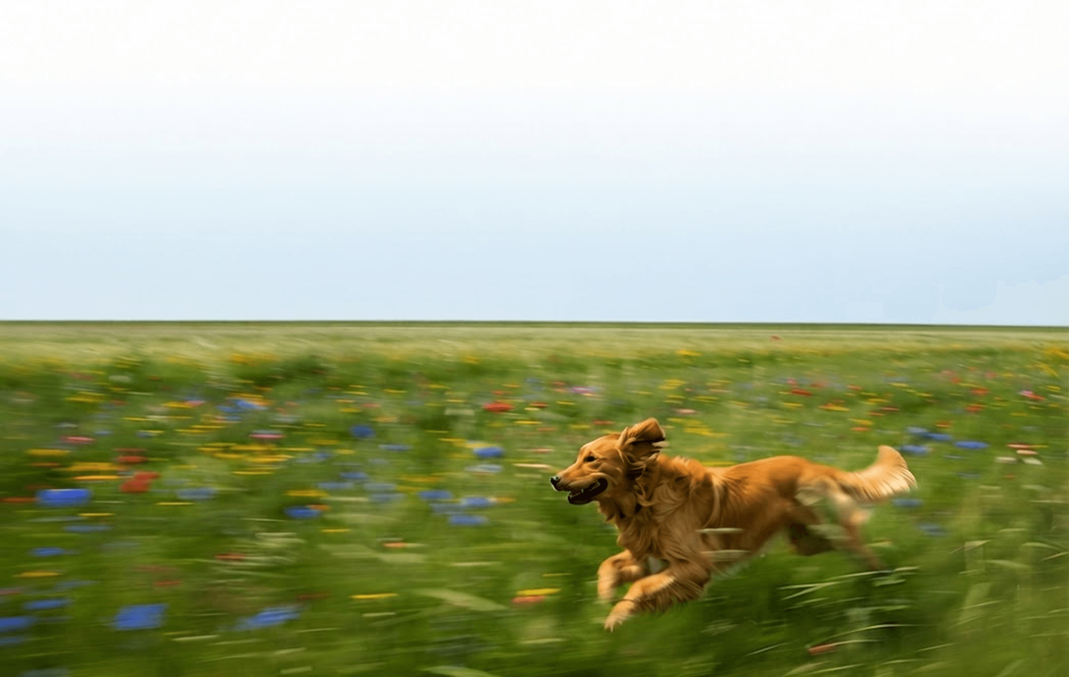Happy dog running through a flower-filled field
