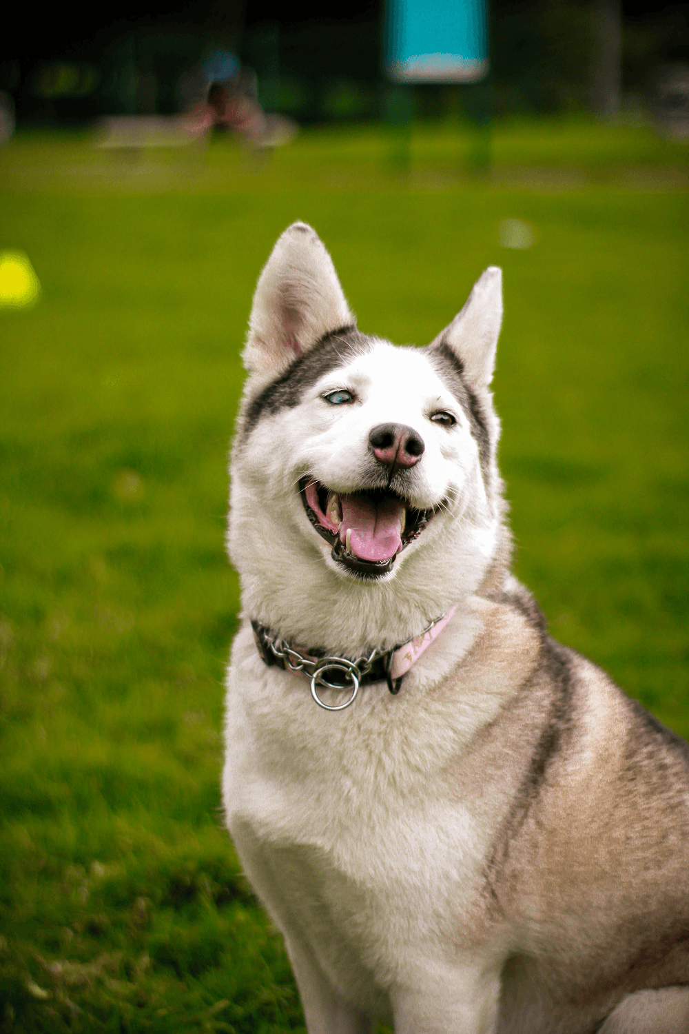 Elderly couple with their golden retriever