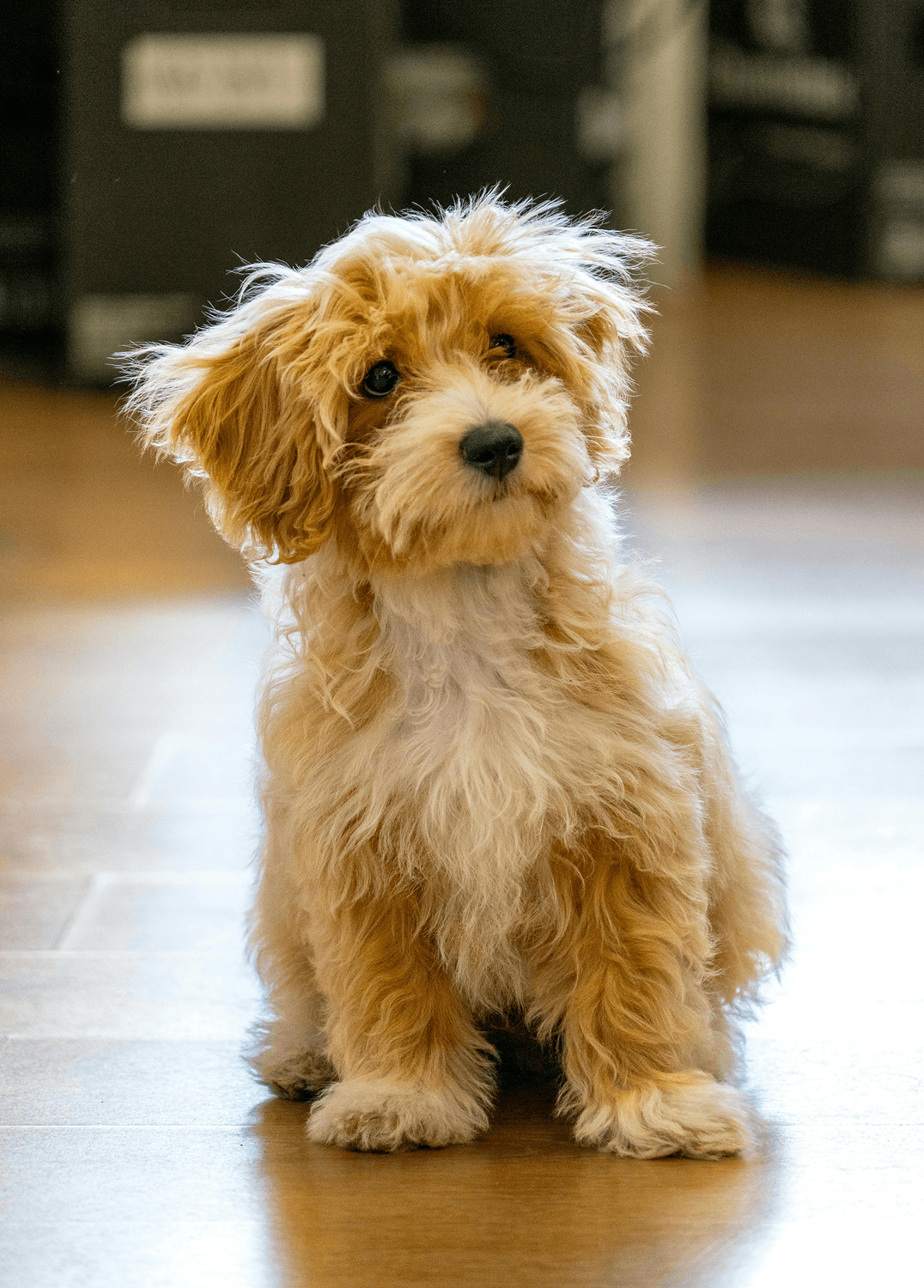 Woman sitting with her dog