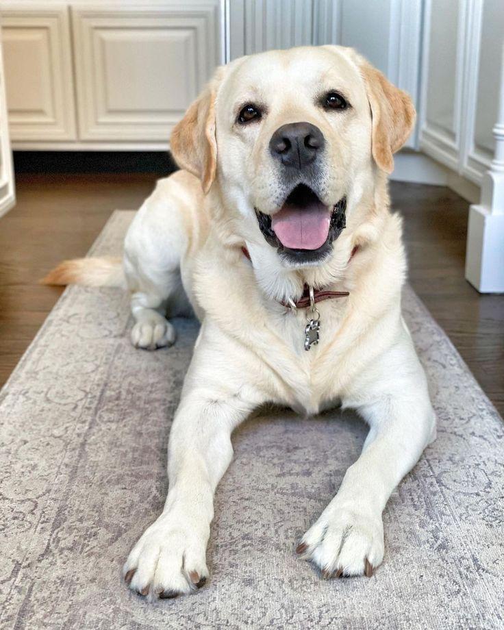 Bella, a Labrador Retriever, lying on a rug