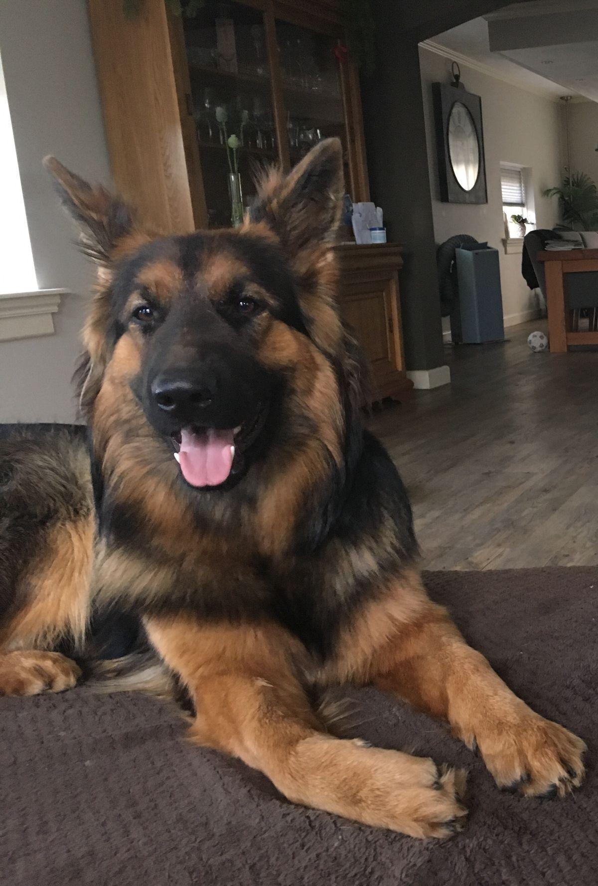 Luna, a German Shepherd living with Cushing’s, at home