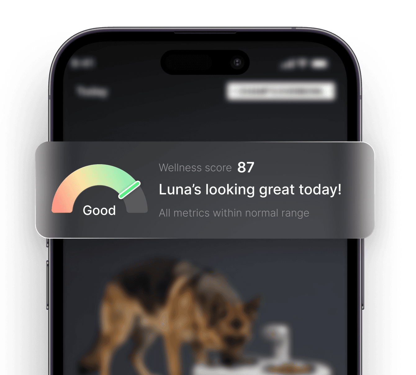 EverBowl app morning wellness check