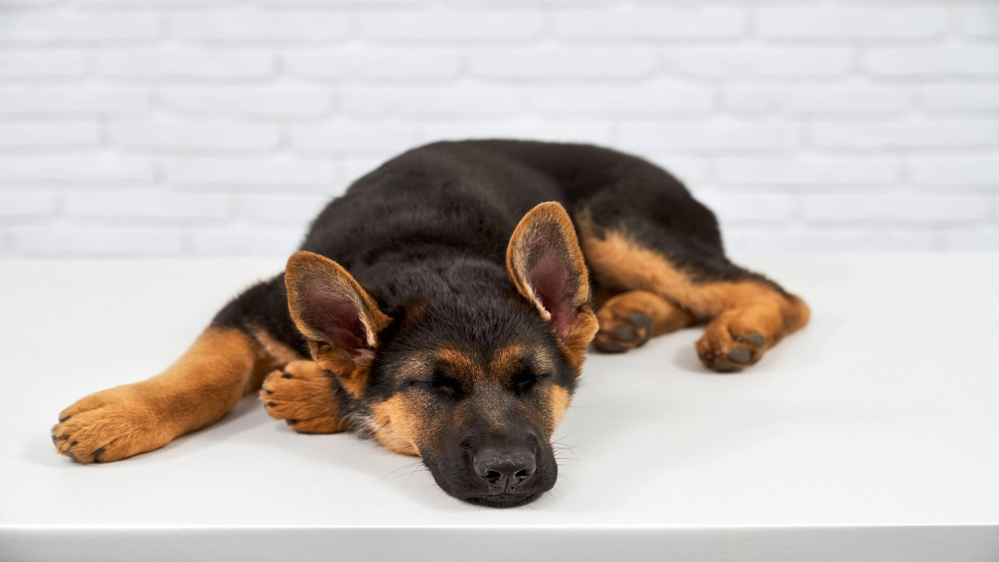 Why Is My Dog Snoring? Common Causes & When to Be Concerned