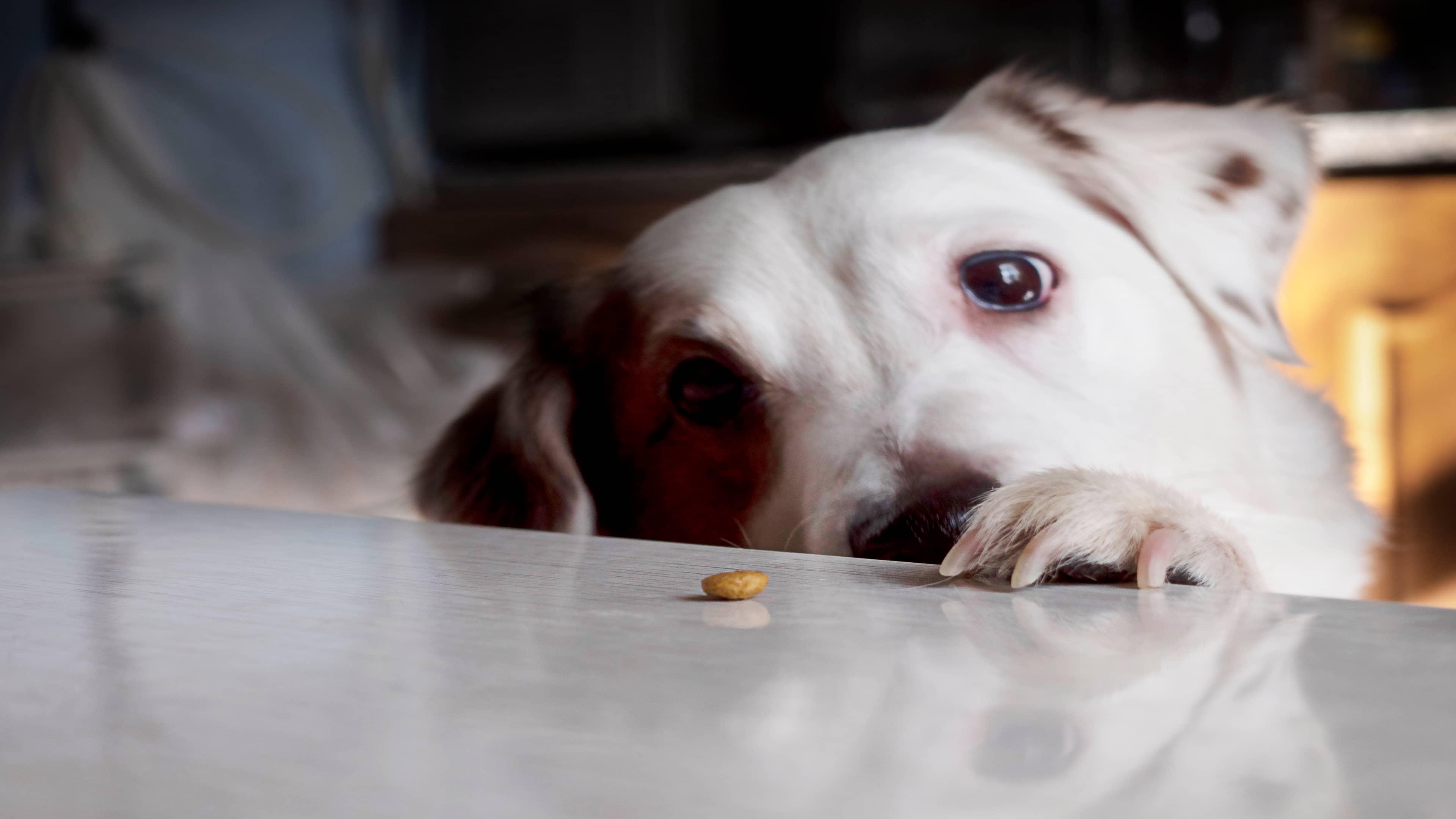 Food Allergies in Dogs: Symptoms, Common Triggers & What to Do