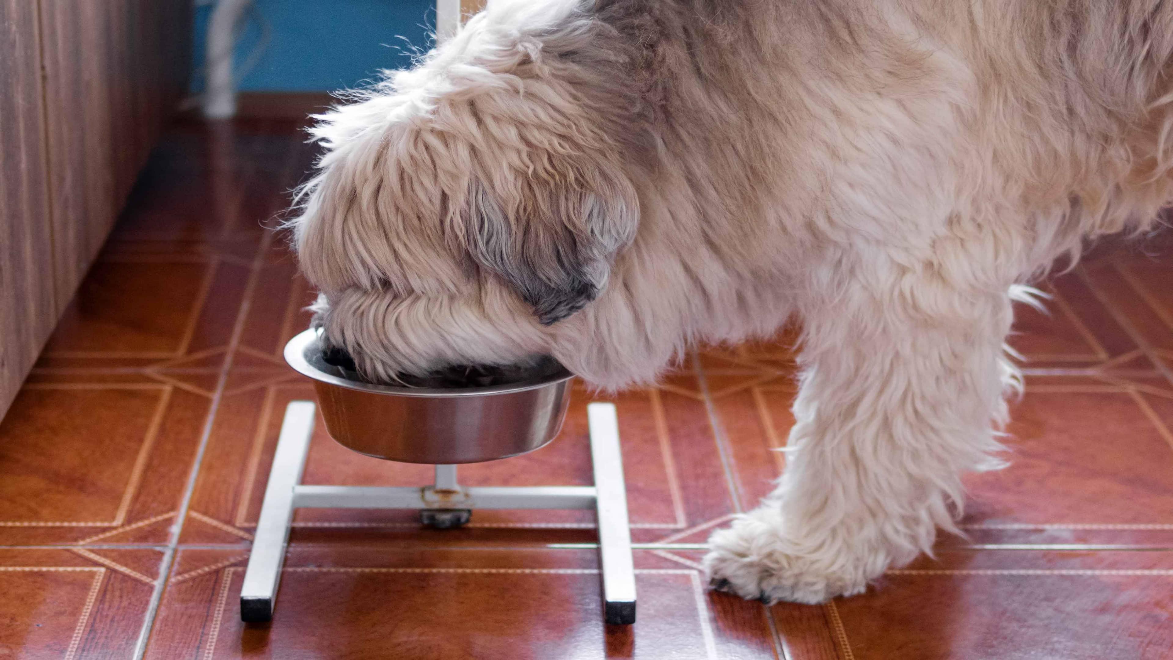 Why Does My Dog Eat So Fast? Risks & How to Slow Down Eating
