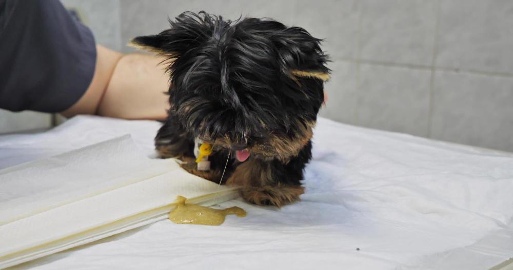 Why Is My Dog Pooping Blood? Bloody Stool & Diarrhea Explained