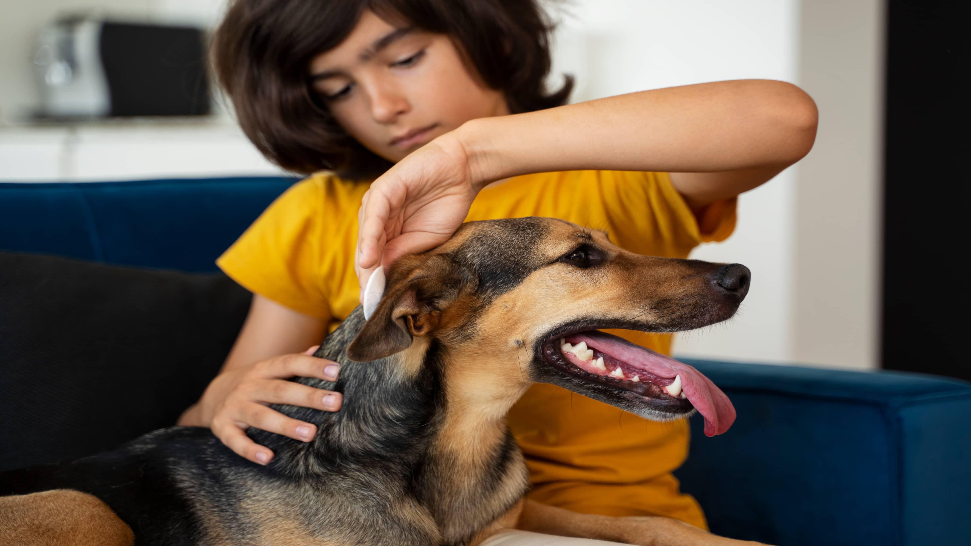 Essential Dog Care Tips for Everyday Health and Preventive Care