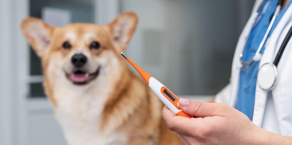 What Is a Normal Dog Temperature? How to Check It & When to Worry