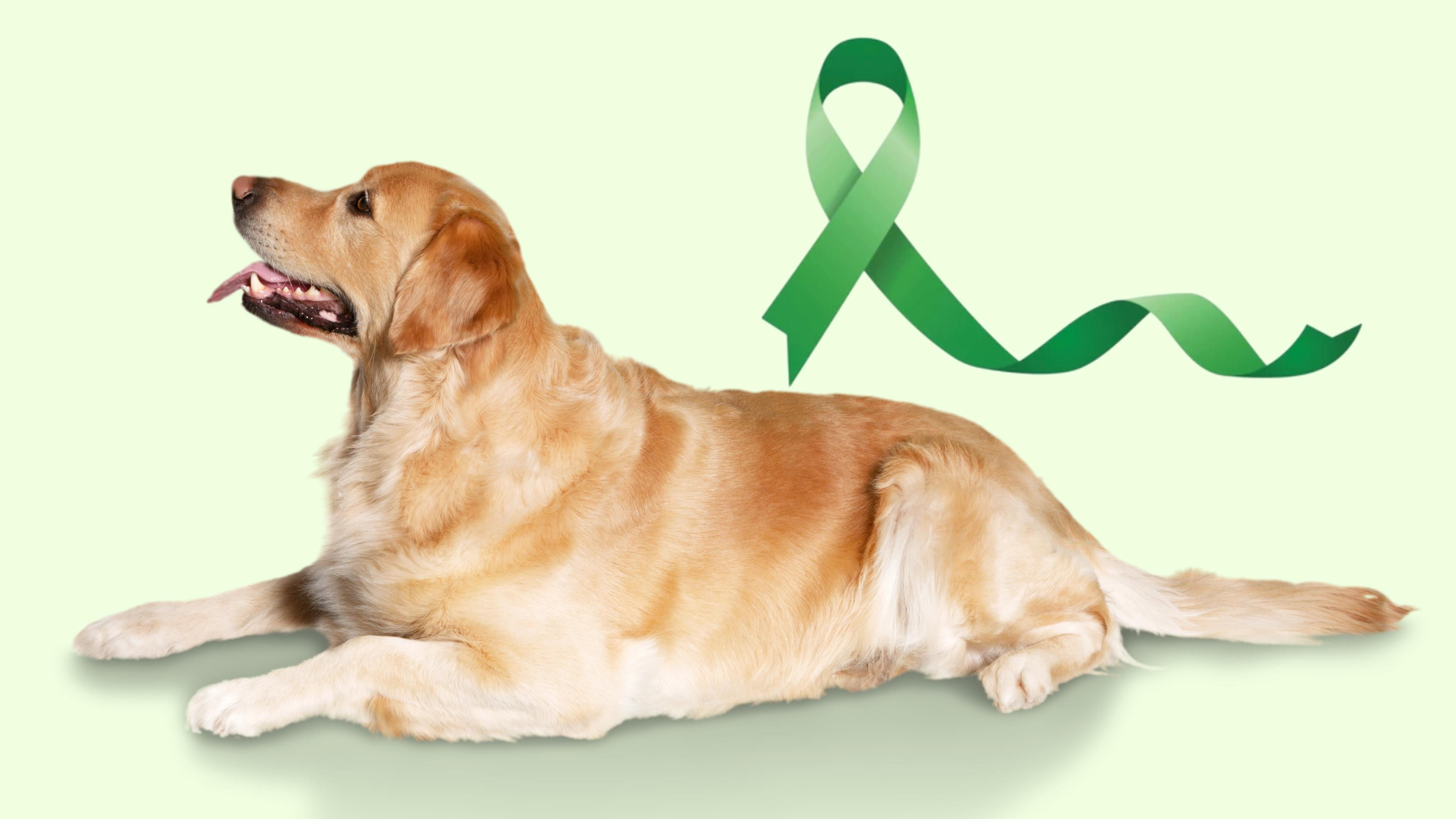 Canine Lymphoma: Signs, Treatment, and Care