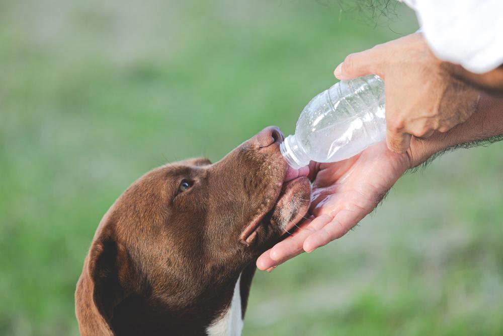 Why Is My Dog Drinking a Lot of Water? Causes, Symptoms & When to See a Vet