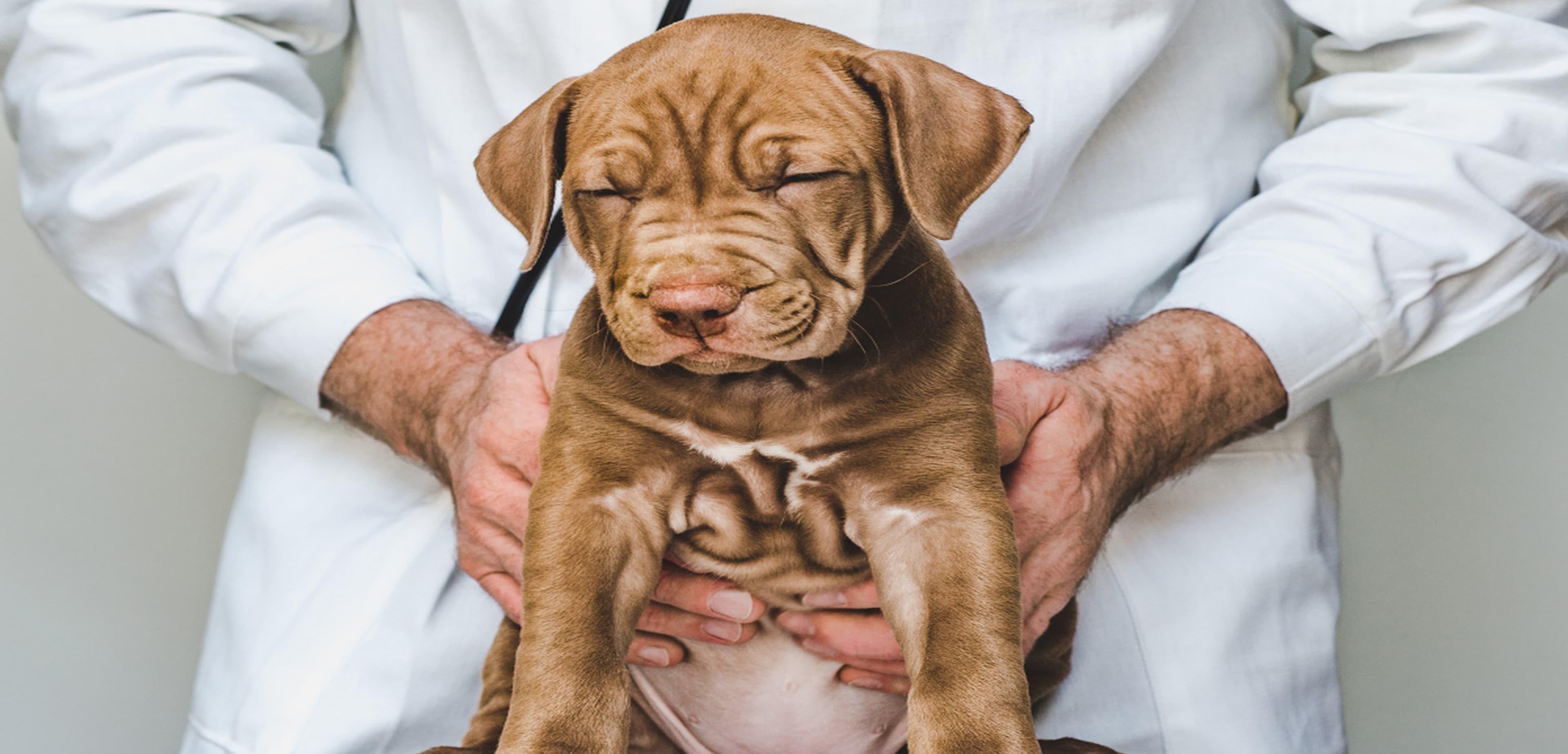 Bloat in Dogs: Signs, Symptoms, Emergency Treatment & Prevention