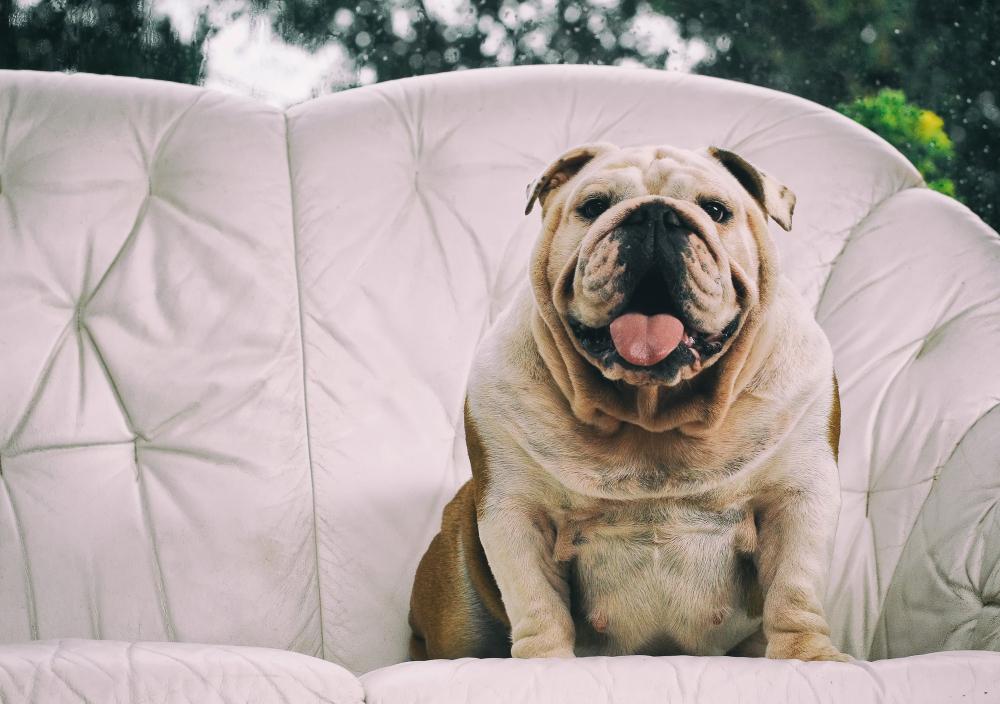 Dog Obesity: Causes, Symptoms, Health Risks & Treatment