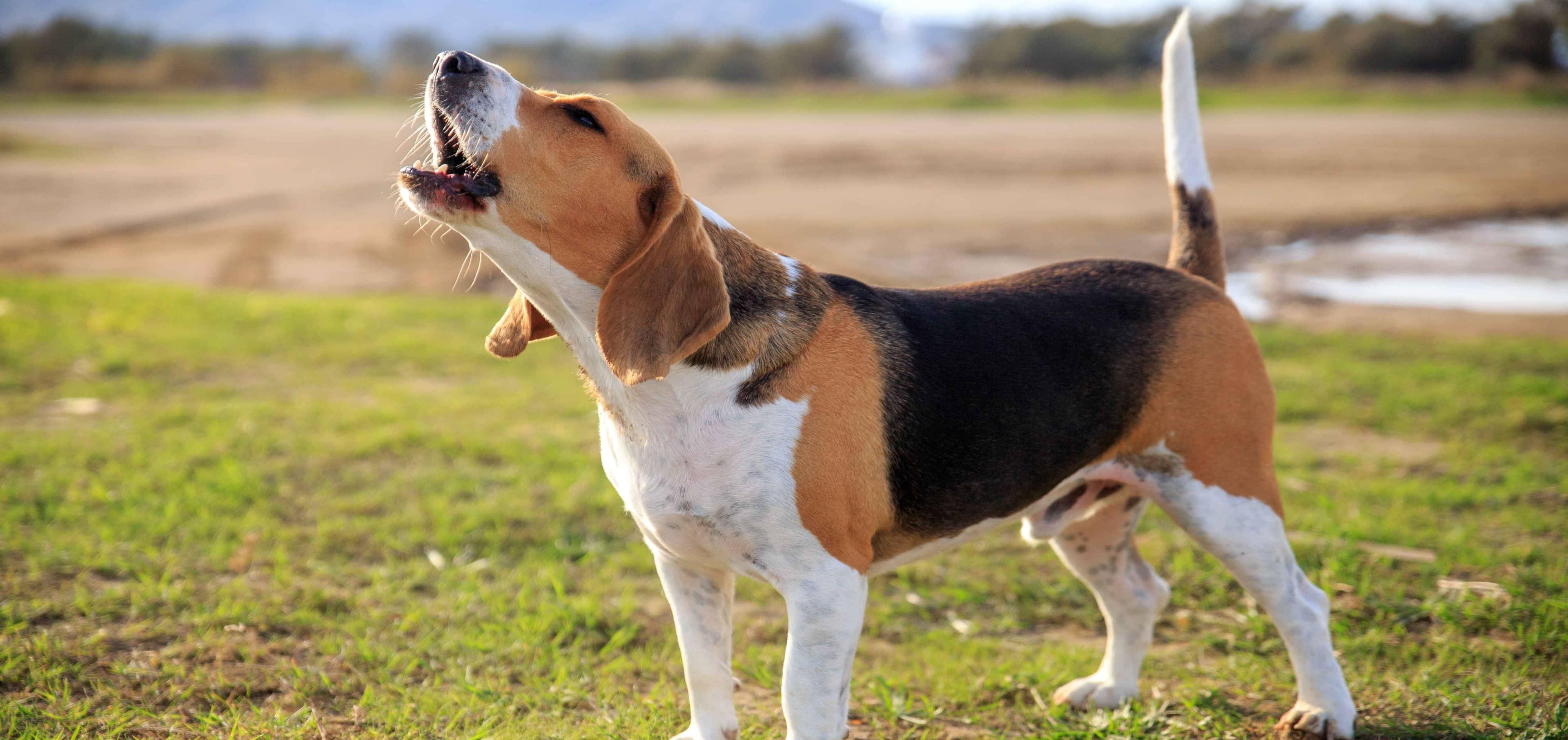 How to Stop a Dog From Barking: Causes, Training Tips & Solutions