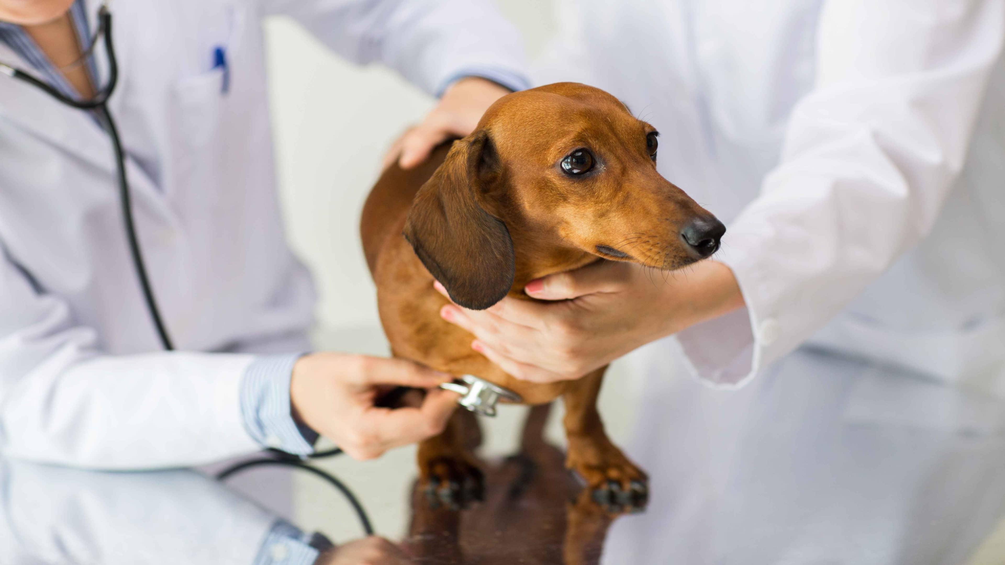 Normal Dog Heart Rate: Average BPM by Age, Size & Activity Level