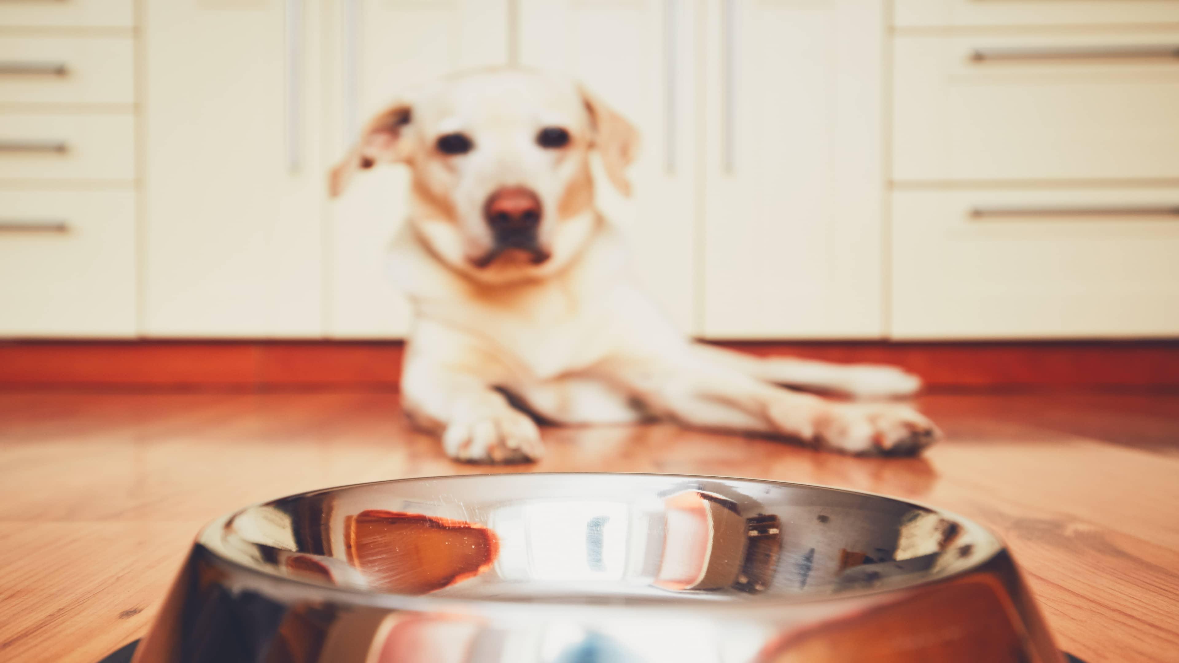 How Long Can a Dog Go Without Eating? When to Be Concerned