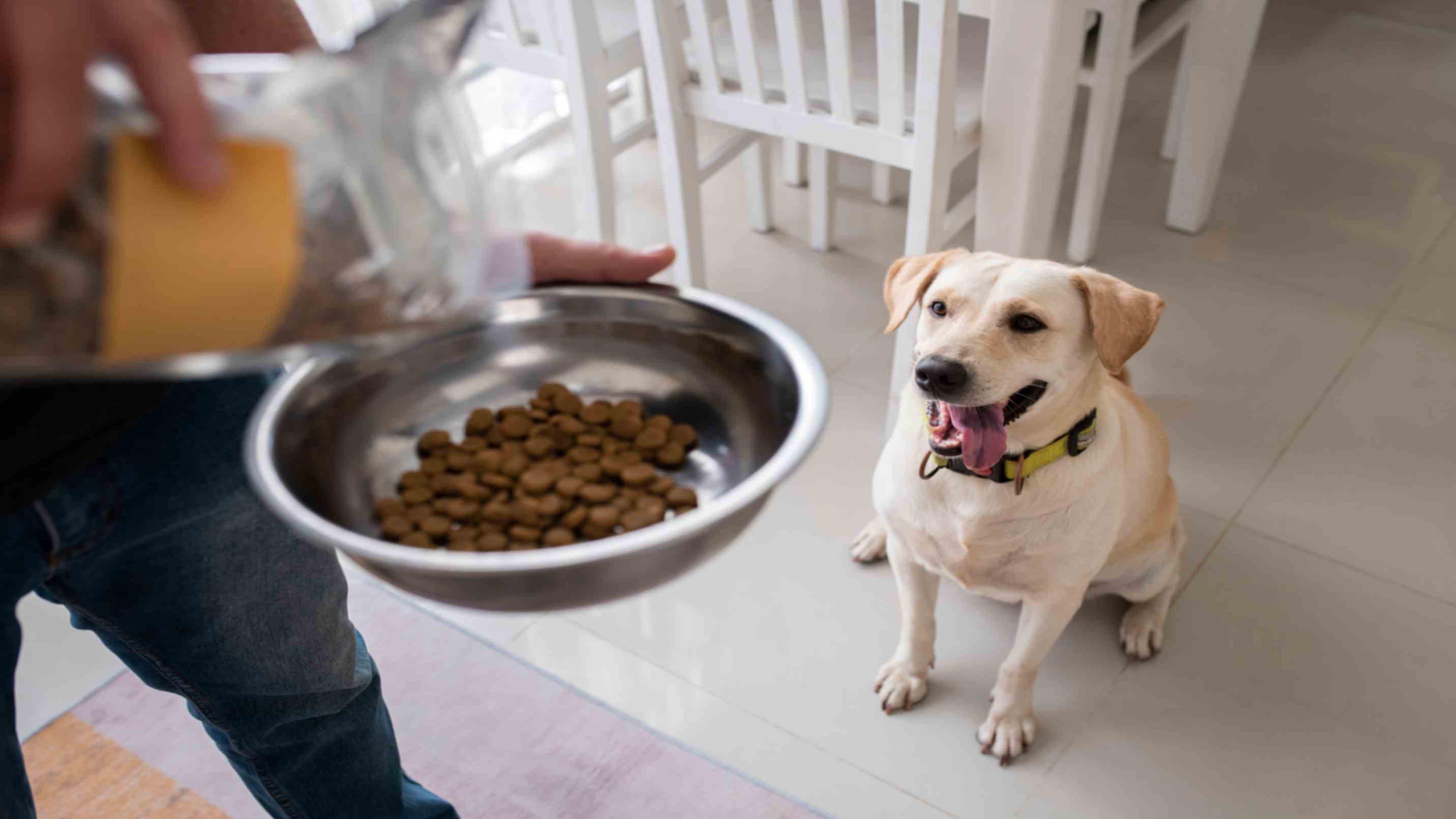 How Much Should I Feed My Dog? Daily Feeding Guide by Age, Weight & Breed
