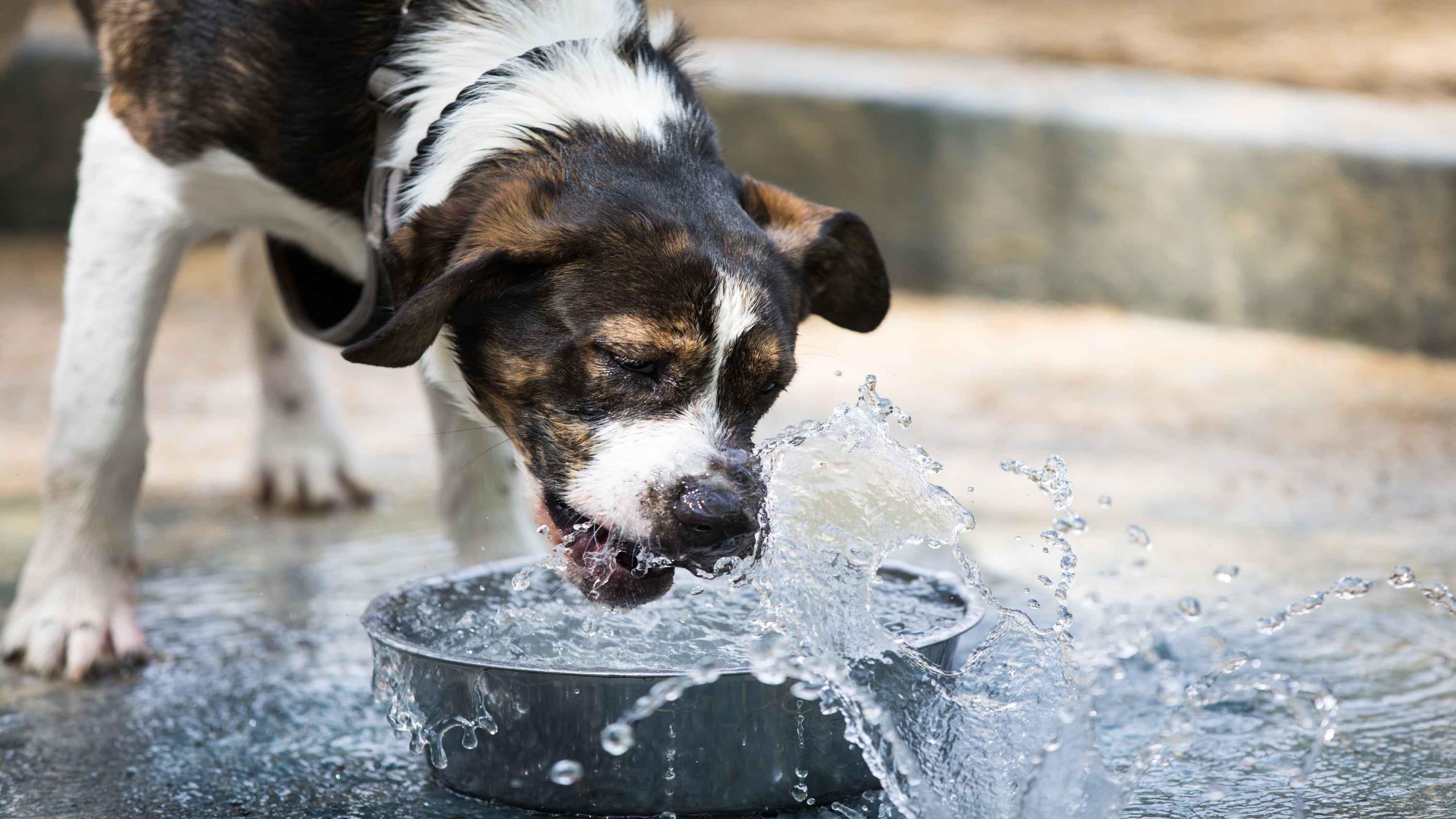 Dehydration in Dogs: Signs, Causes, Treatment & When to See a Vet