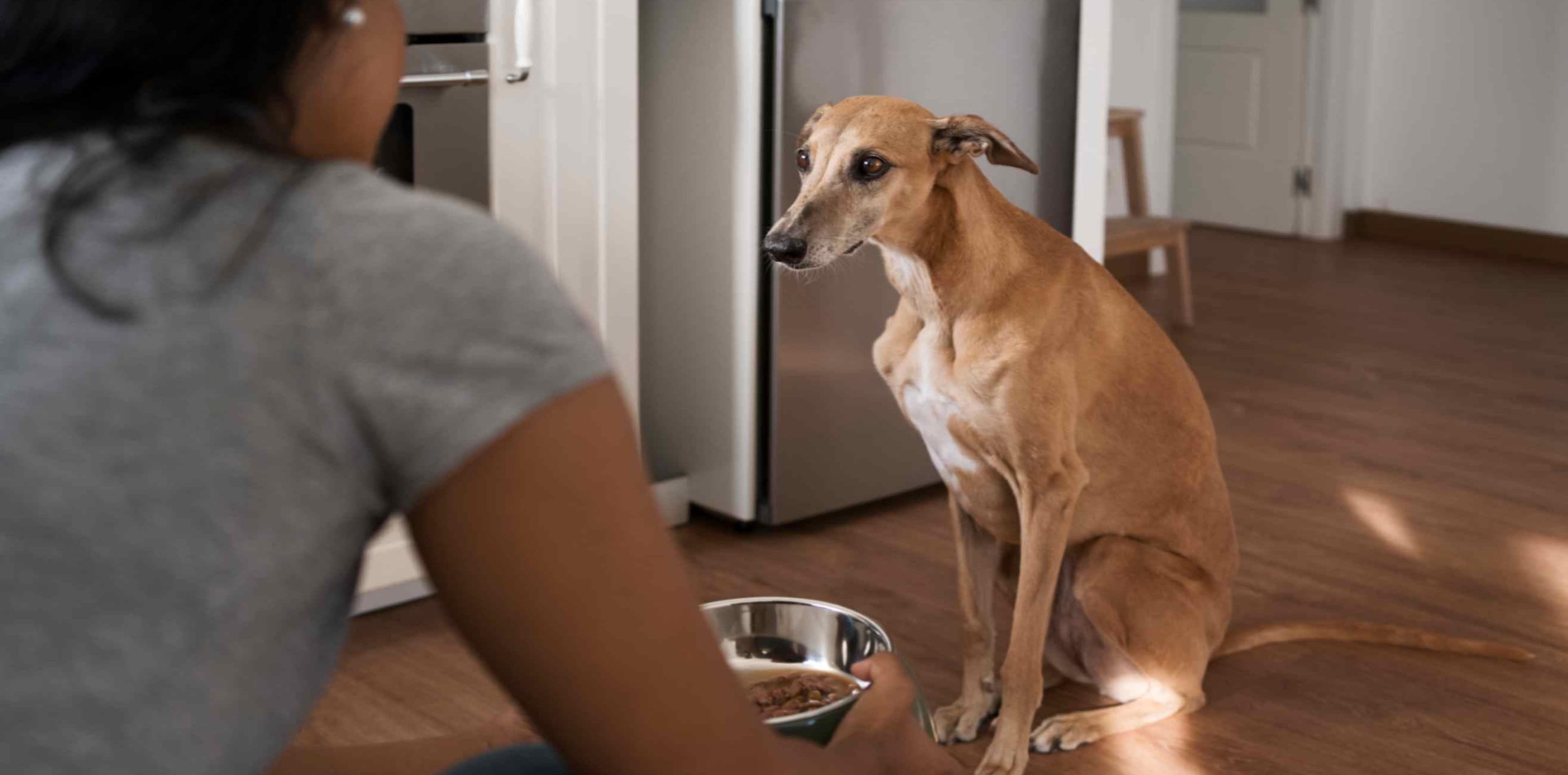 Why Is My Dog Not Eating? Common Causes, What to Do & When to See a Vet