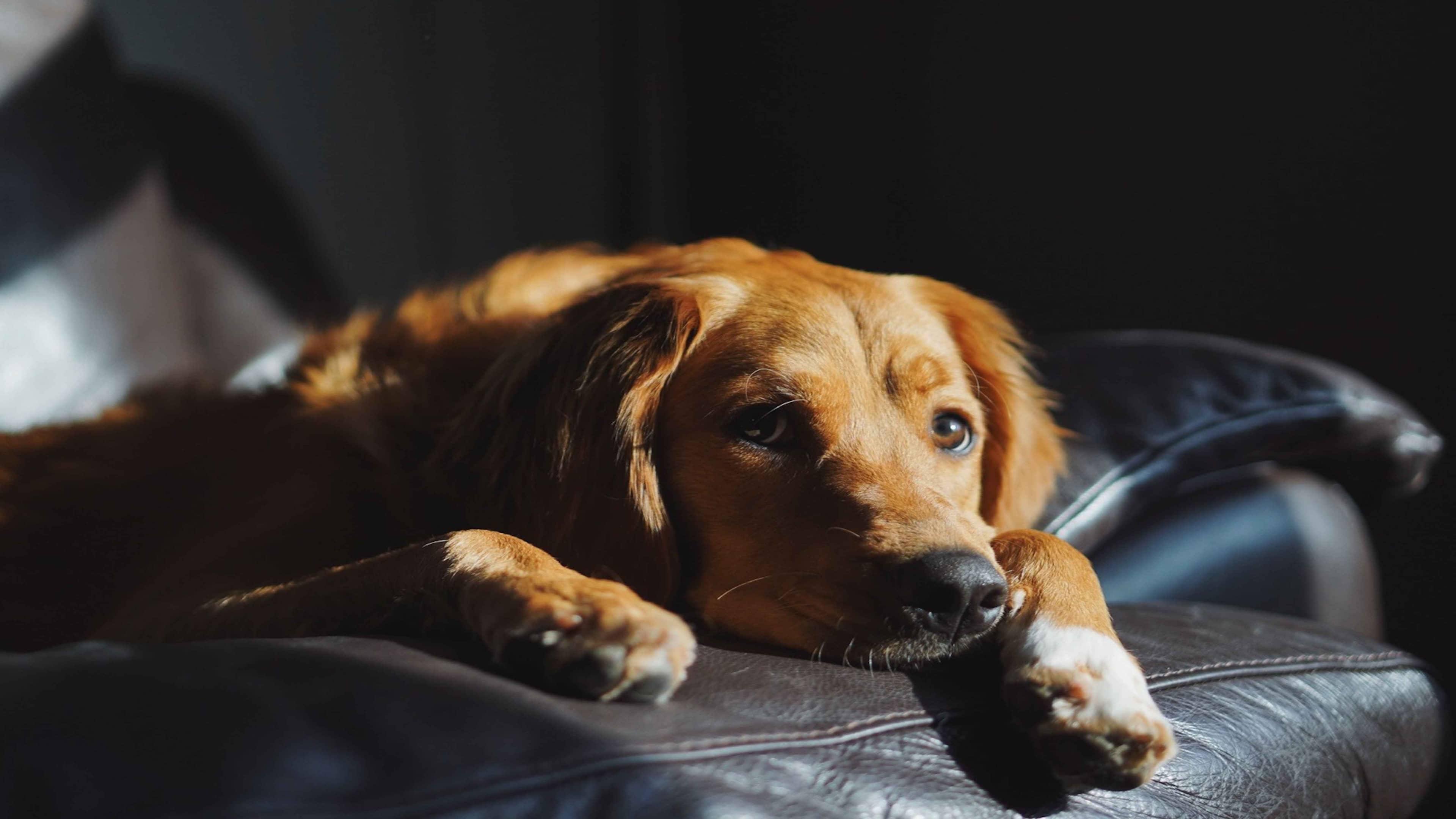 How to Tell If Your Dog Is in Pain: Signs, Symptoms & Behavioral Changes