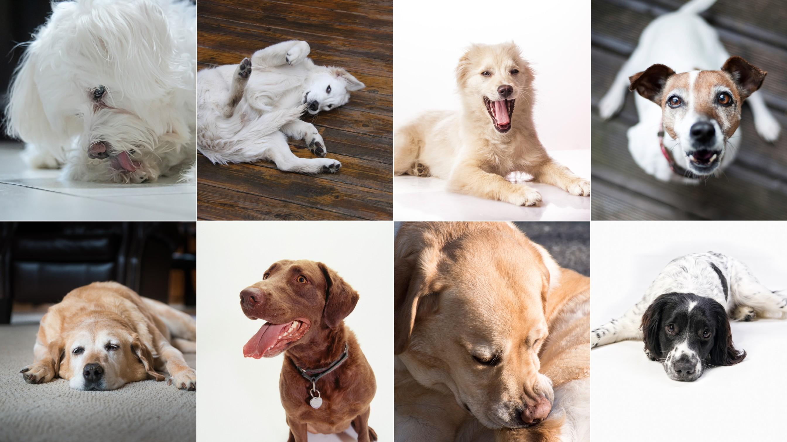 Sudden Behavioral Changes That Are Not Normal in Pets