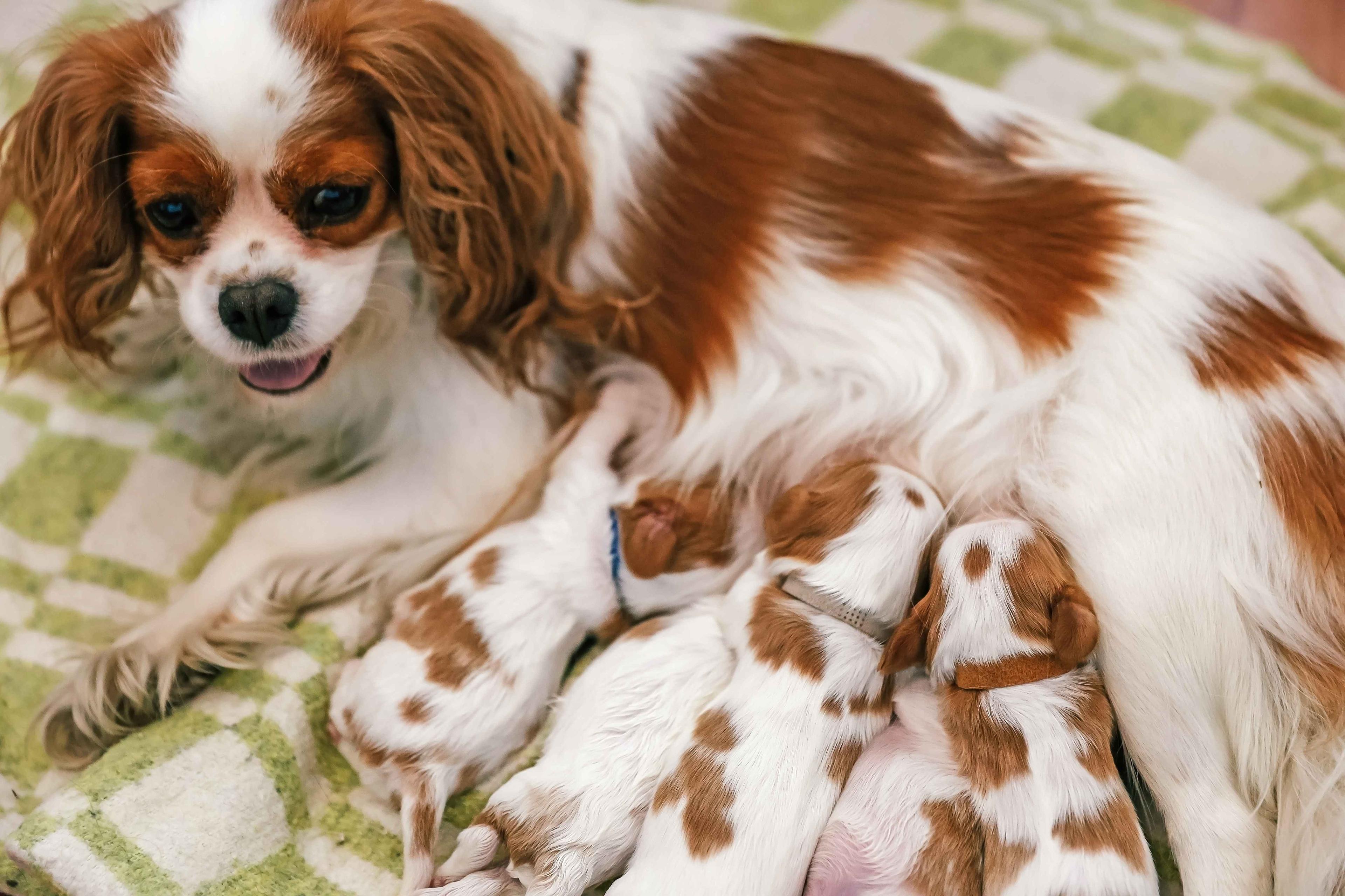 Dog Pregnancy: Signs, Stages & How to Care for a Pregnant Dog