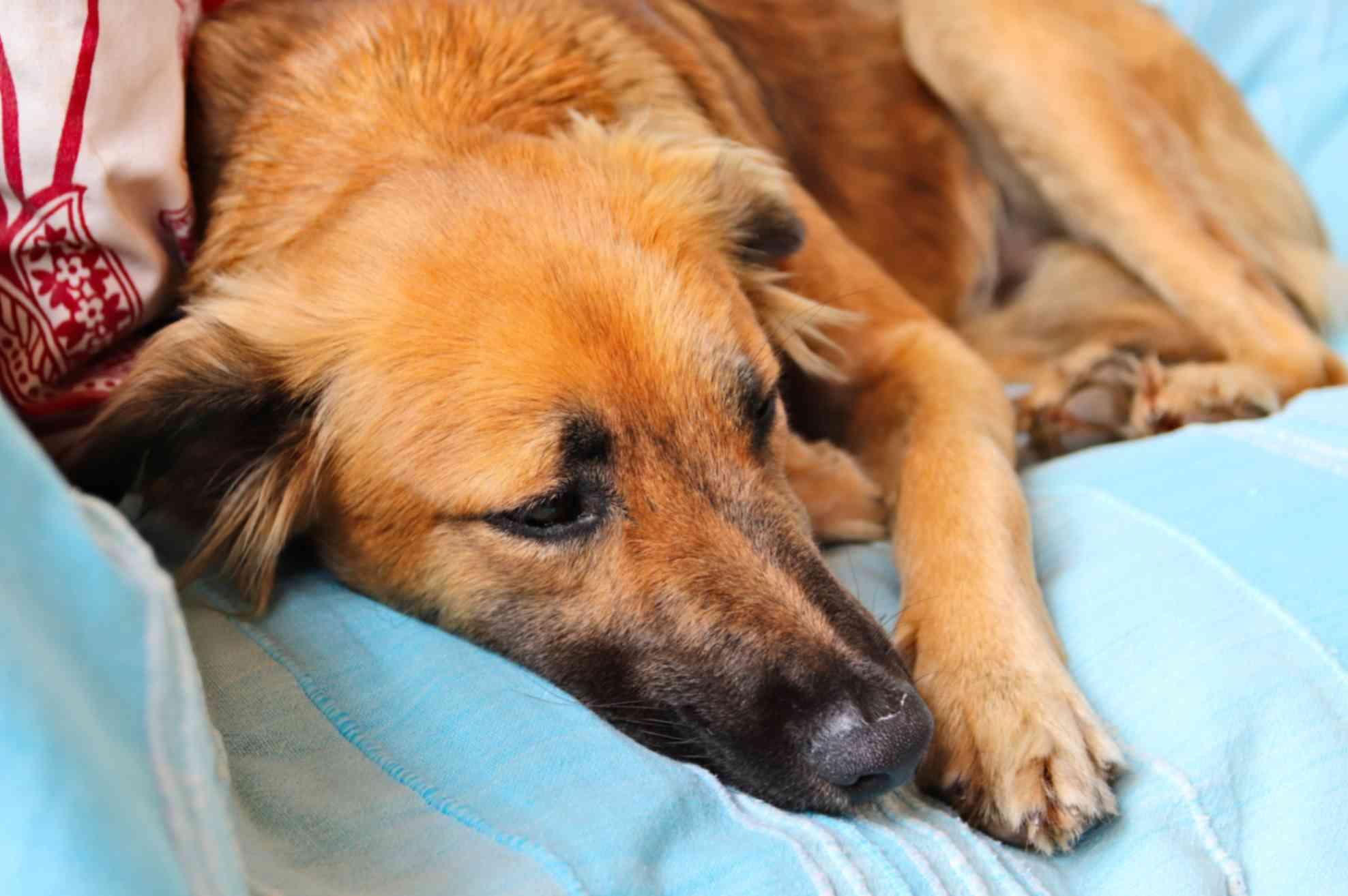 Dog Sleep Problems: Causes, Signs, Treatment & Tips for Better Sleep
