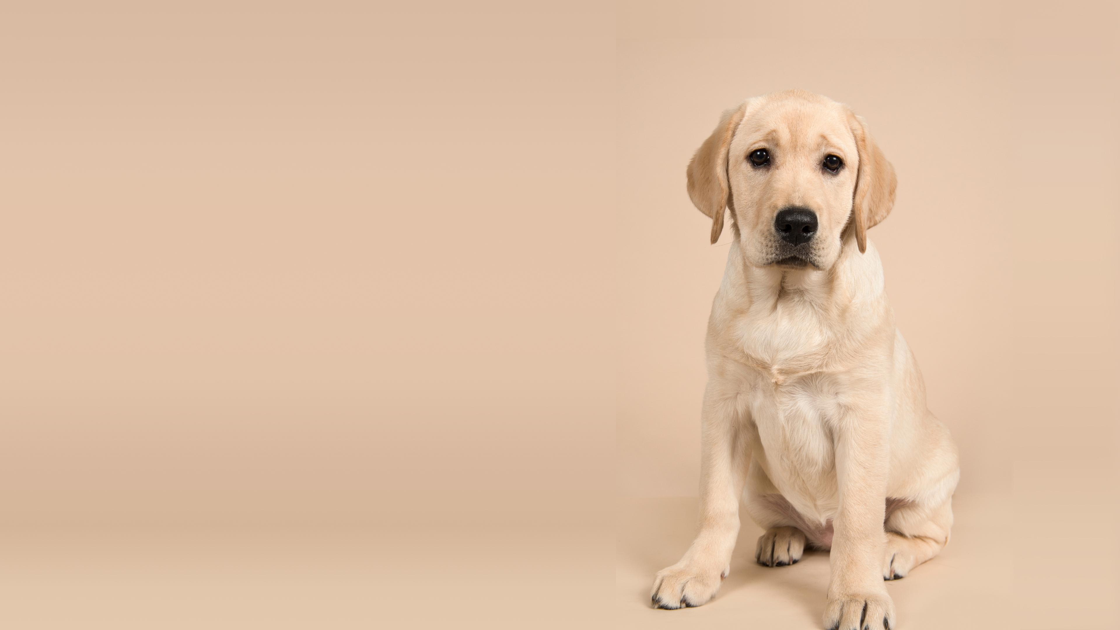 Why behavior is often the first sign of illness in dogs