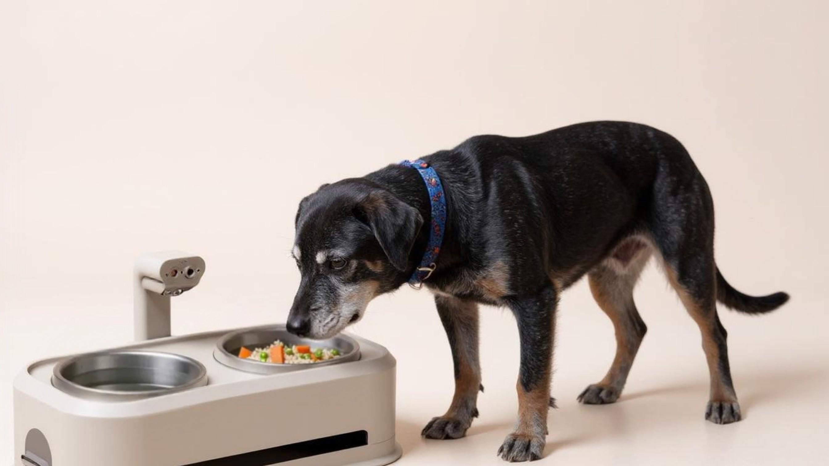 Building the Future of Companion Animal Health Through a Smart Ecosystem