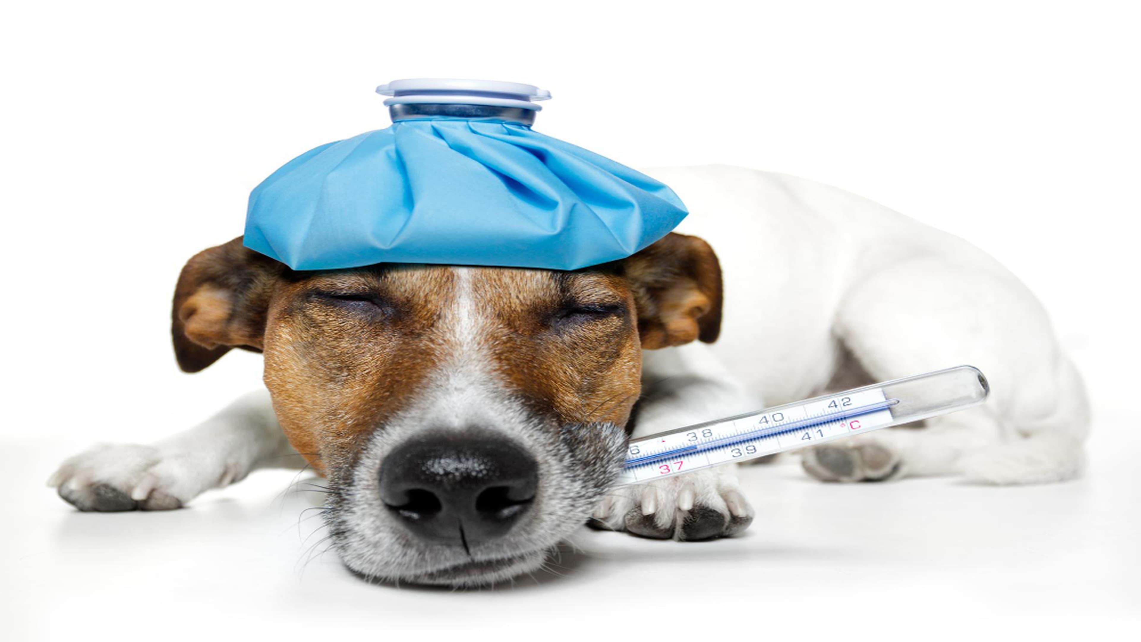 Fever in Dogs: Symptoms, Causes, Treatment & When to Visit the Vet